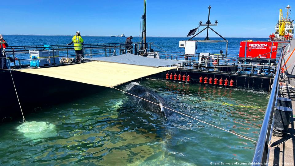 Der Buckelwal im Kahn, mit Schattentuch darüber und Menschen, die an der Seite des Kahns stehen, während er in Richtung Nordsee geschleppt wird.