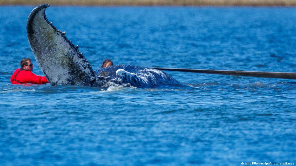 Der Buckelwal mit dem Spitznamen Timmy hebt seinen Schwanz, während er von im Meer stehenden Rettern gezogen wird