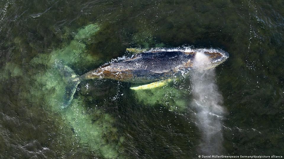 Ein Luftfoto des Buckelwals mit dem Spitznamen Timmy, der im Meer schwimmt