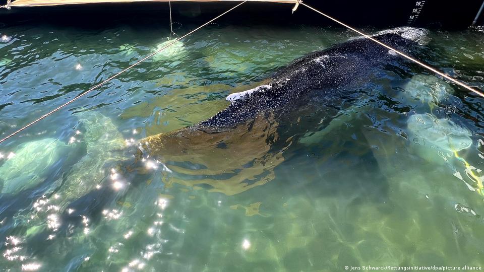 Der Buckelwal namens Timmy sitzt hinten im mit Wasser gefüllten Lastkahn