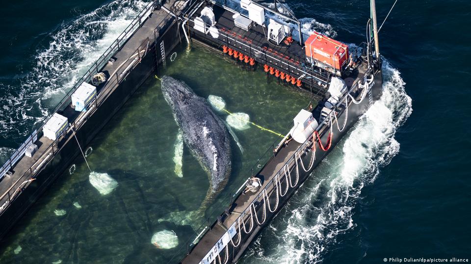 Timmy, der Buckelwal, wird in die Nordsee transportiert
