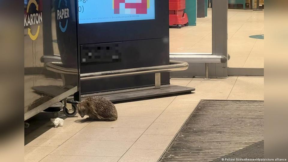 Ein Igel, gesehen in der Nähe eines Containers zur Entsorgung von Altpapier am Eingang eines Supermarkts