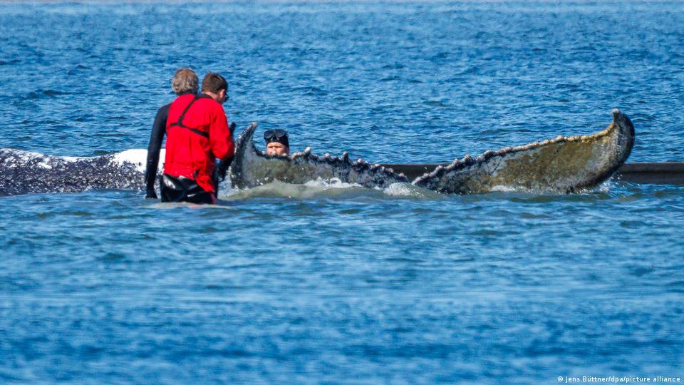 Retter vor der norddeutschen Insel Poel befestigen Seile an einem angeschlagenen Buckelwal, während sie versuchen, ihn zum Transport in einen speziellen Lastkahn zu befördern. 18. April 2026. 