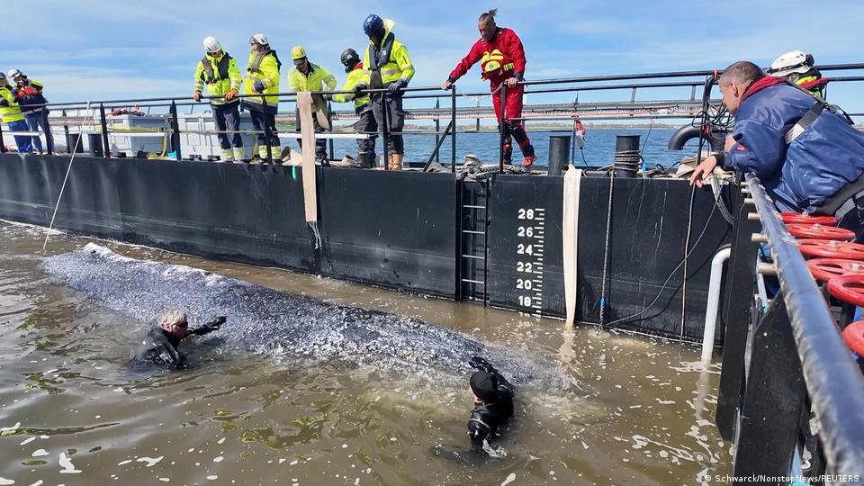 Menschen helfen einem gestrandeten Buckelwal bei Rettungsaktionen einer Privatinitiative im seichten Gewässer der Ostsee vor der Insel Poel bei Wismar in einen Lastkahn