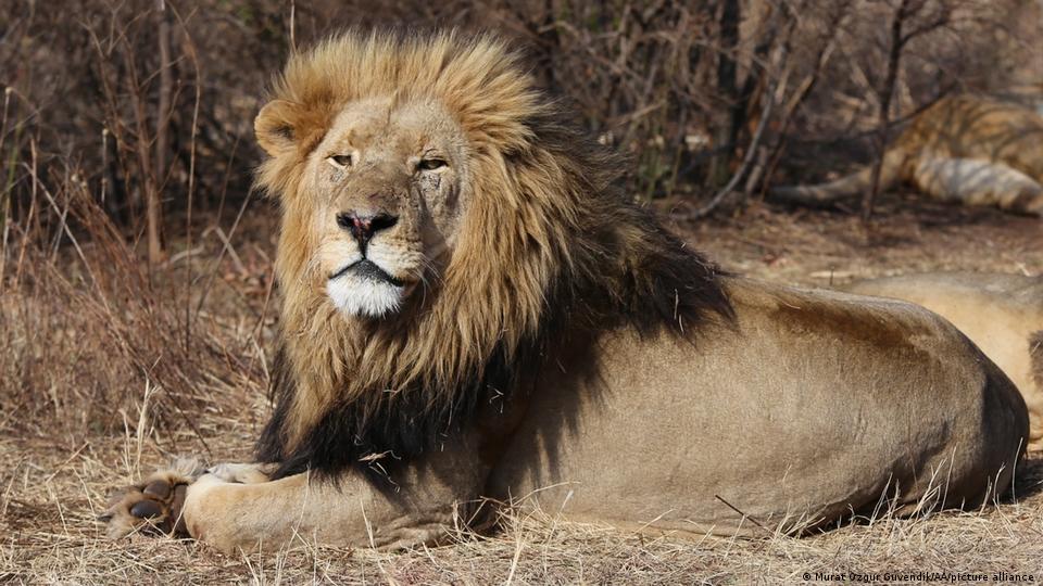 Ein Aktenfoto eines Löwen, der in Südafrika gesehen wurde