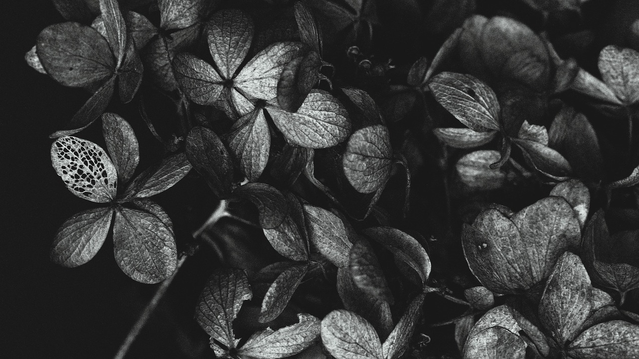 Niedersachsens stille Zeugen – eine Reise durch die regionale Bestattungskultur