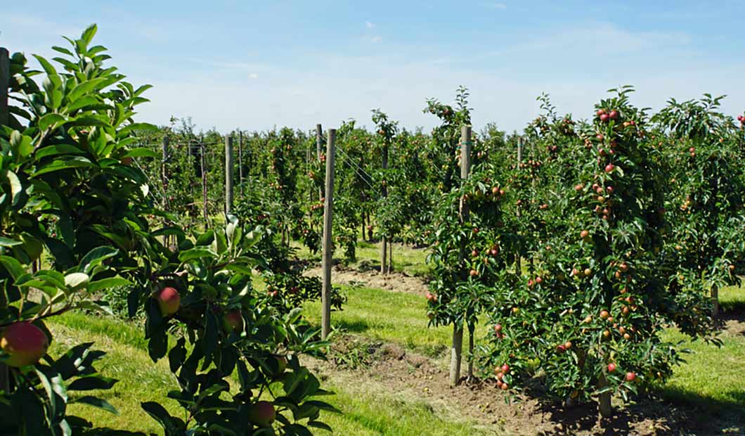 Apfelplantage im Alten Land