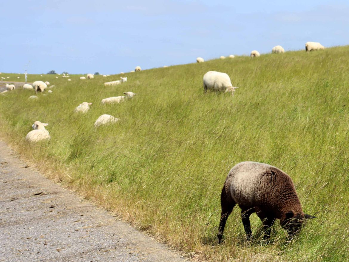 Bensersiel - Schafe weiden am Deich