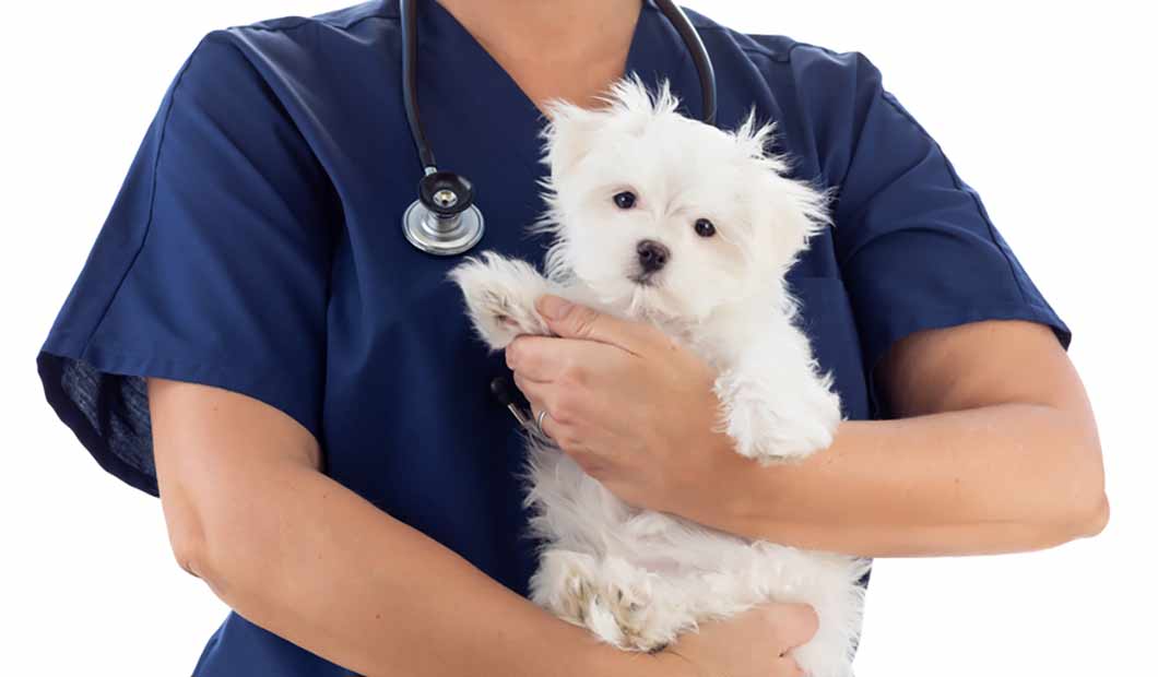 Süßer Hund auf Arm vom Tierarzt