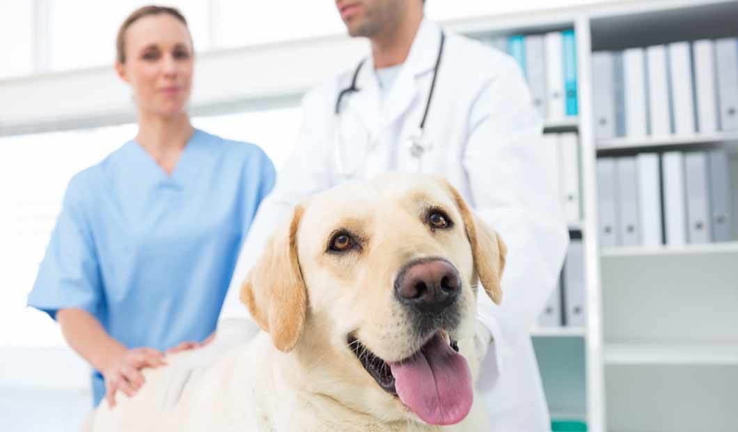 Hund beim Tierarzt - Krankenversicherung übernimmt Kosten