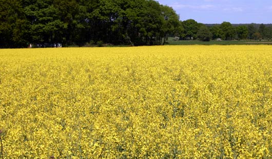 Die Rapsfelder in Niedersachsen blühen gelb