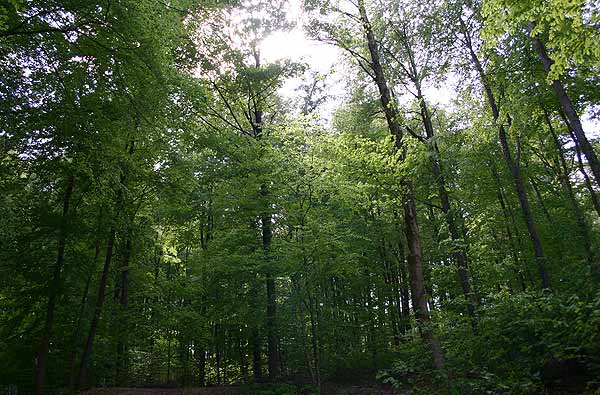 Niedersachsen Wälder & Forstwirtschaft