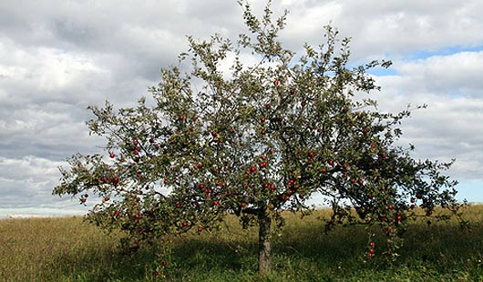 Das Alte Land steht für eine reiche Apfelernte