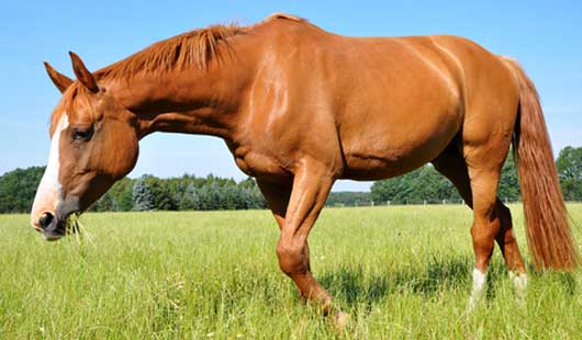 Hannoveraner Pferd 