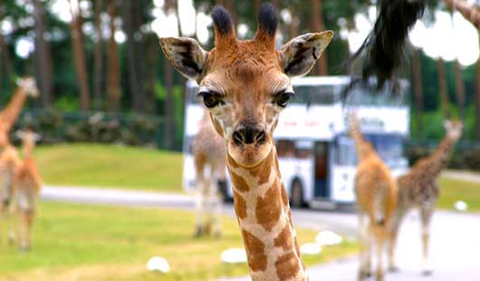 Giraffen im Serengeti-Park Hodenhagen - Foto: Serengeti-Park Hodenhagen GmbH