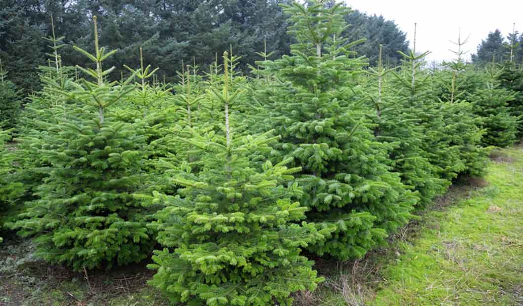 Weihnachtsbaum-Plantage: Tannenbaum kaufen