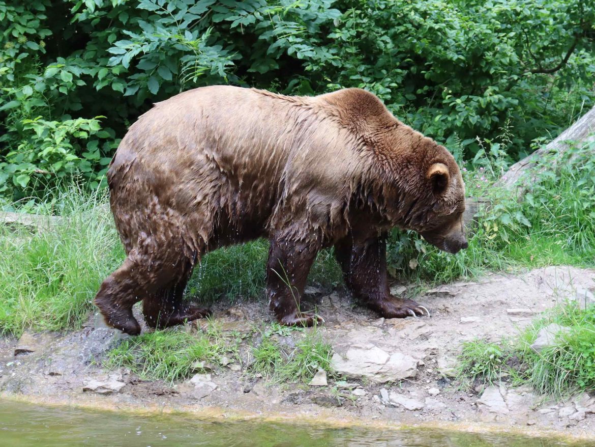 Wisentgehege: Der Bär trottet weg - Foto von Michael Weber