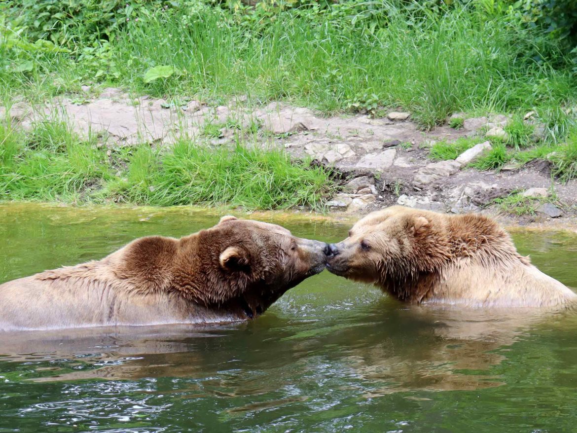 Wisentgehege: zwei putzige Petze - Braunbären - Foto von Michael Weber